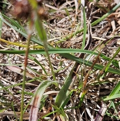 Luzula densiflora at Whitlam, ACT - 12 Oct 2024 02:11 PM