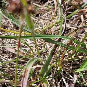 Luzula densiflora at Whitlam, ACT - 12 Oct 2024