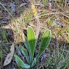 Plantago varia (Native Plaintain) at Whitlam, ACT - 12 Oct 2024 by sangio7