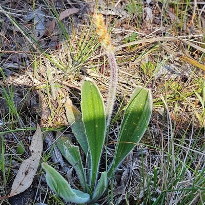 Plantago varia (Native Plaintain) at Whitlam, ACT - 12 Oct 2024 by sangio7