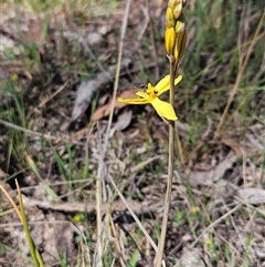 Bulbine bulbosa (Golden Lily, Bulbine Lily) at Whitlam, ACT - 12 Oct 2024 by sangio7