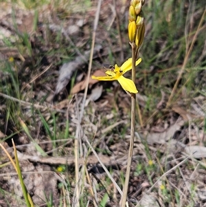 Bulbine bulbosa at Whitlam, ACT - 12 Oct 2024