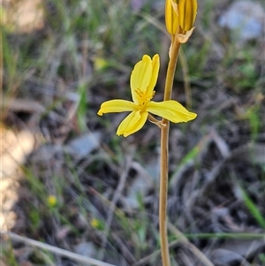 Bulbine bulbosa at Whitlam, ACT - 12 Oct 2024