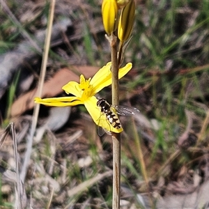 Syrphini sp. (tribe) at Whitlam, ACT - 12 Oct 2024