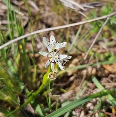 Wurmbea dioica subsp. dioica (Early Nancy) at Whitlam, ACT - 12 Oct 2024 by sangio7