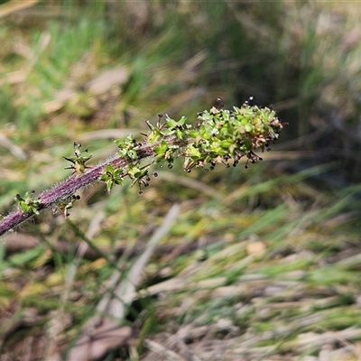 Acaena x ovina (Sheep's Burr) at Whitlam, ACT - 12 Oct 2024 by sangio7