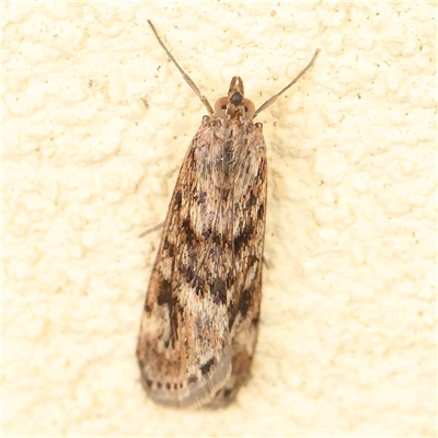 Achyra affinitalis (Cotton Web Spinner, Pyraustinae) at Acheron, VIC - 5 Oct 2024 by ConBoekel