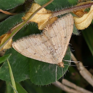 Unidentified Moth (Lepidoptera) at Acheron, VIC by ConBoekel