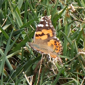 Vanessa kershawi (Australian Painted Lady) at Acheron, VIC by ConBoekel