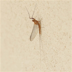 Ephemeroptera (order) at Acheron, VIC - 5 Oct 2024 12:31 PM