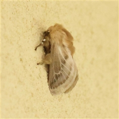 Doratifera pinguis (Pale Cup Moth) at Acheron, VIC - 5 Oct 2024 by ConBoekel