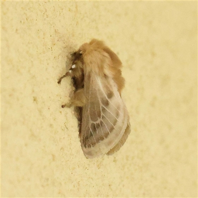 Doratifera pinguis (Pale Cup Moth) at Acheron, VIC - 5 Oct 2024 by ConBoekel
