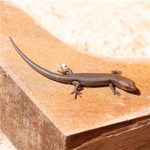 Unidentified Skink at Acheron, VIC by ConBoekel