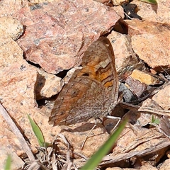 Junonia villida at Culcairn, NSW - 6 Oct 2024 by ConBoekel