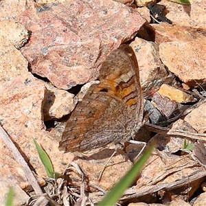 Junonia villida (Meadow Argus) at Culcairn, NSW by ConBoekel