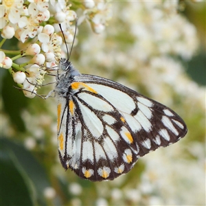 Belenois java (Caper White) at Culcairn, NSW by ConBoekel