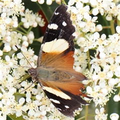 Vanessa itea (Yellow Admiral) at Culcairn, NSW - 6 Oct 2024 by ConBoekel