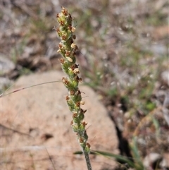 Plantago varia (Native Plaintain) at Whitlam, ACT - 12 Oct 2024 by sangio7