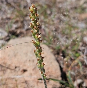 Plantago varia at Whitlam, ACT - 12 Oct 2024 02:19 PM