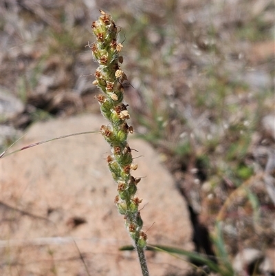 Plantago varia (Native Plaintain) at Whitlam, ACT - 12 Oct 2024 by sangio7