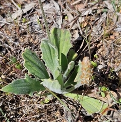 Plantago varia at Whitlam, ACT - 12 Oct 2024 02:19 PM