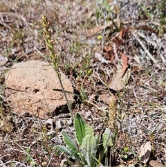 Plantago varia at Whitlam, ACT - 12 Oct 2024