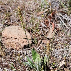 Plantago varia at Whitlam, ACT - 12 Oct 2024 02:19 PM