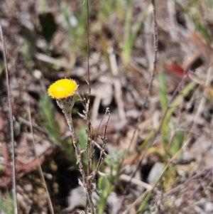 Leptorhynchos squamatus at Whitlam, ACT - 12 Oct 2024