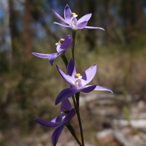 Cyanicula caerulea at Bumbaldry, NSW by RobG1