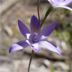 Thelymitra nuda at Bumbaldry, NSW - 3 Oct 2024