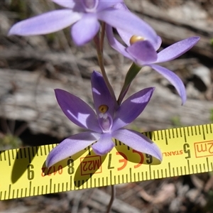 Thelymitra nuda at Bumbaldry, NSW - suppressed