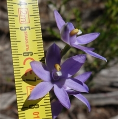 Thelymitra nuda at Bumbaldry, NSW - suppressed