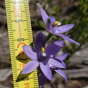 Thelymitra nuda at Bumbaldry, NSW - suppressed