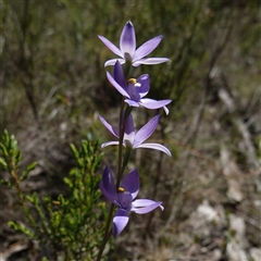 Thelymitra nuda at Bumbaldry, NSW - suppressed