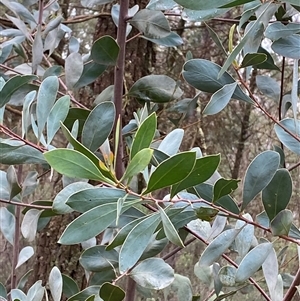 Acacia penninervis var. penninervis (Hickory Wattle) at Cowra, NSW by Tapirlord