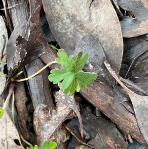 Geranium potentilloides var. potentilloides at Cowra, NSW - 17 Jul 2024