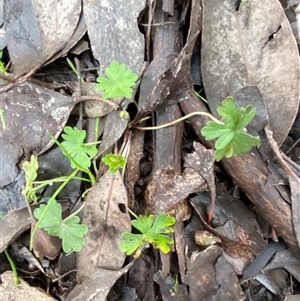 Geranium potentilloides var. potentilloides at Cowra, NSW - 17 Jul 2024 11:04 AM