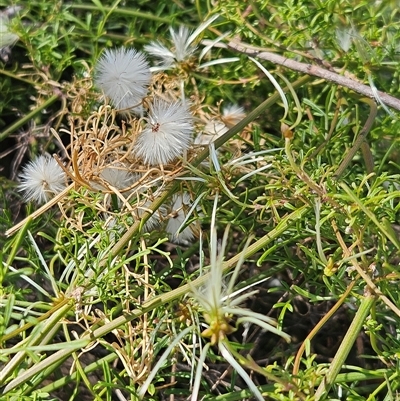 Clematis leptophylla (Small-leaf Clematis, Old Man's Beard) at Whitlam, ACT - 12 Oct 2024 by sangio7