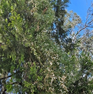 Clematis leptophylla at Whitlam, ACT - 12 Oct 2024