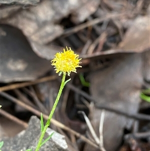 Calotis lappulacea (Yellow Burr Daisy) at Cowra, NSW by Tapirlord