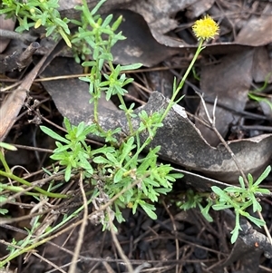 Calotis lappulacea at Cowra, NSW - 17 Jul 2024