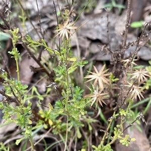 Vittadinia cuneata var. cuneata (Fuzzy New Holland Daisy) at Cowra, NSW by Tapirlord