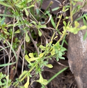 Vittadinia cuneata var. cuneata at Cowra, NSW - 17 Jul 2024