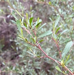 Dodonaea viscosa subsp. spatulata (Broad-leaved Hop Bush) at Cowra, NSW - 17 Jul 2024 by Tapirlord