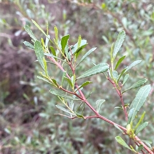 Dodonaea viscosa subsp. spatulata (Broad-leaved Hop Bush) at Cowra, NSW by Tapirlord