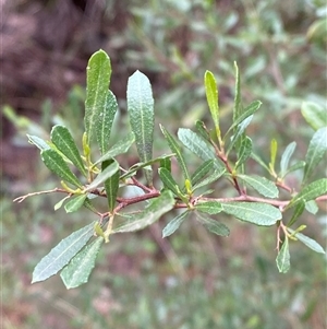 Dodonaea viscosa subsp. spatulata at Cowra, NSW - 17 Jul 2024 11:02 AM