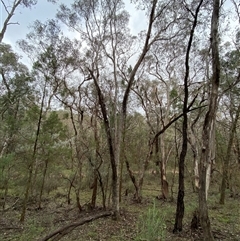 Eucalyptus albens (White Box) at Cowra, NSW - 17 Jul 2024 by Tapirlord