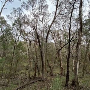 Eucalyptus albens at Cowra, NSW - 17 Jul 2024