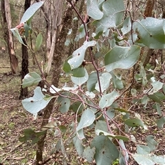 Eucalyptus albens at Cowra, NSW - 17 Jul 2024