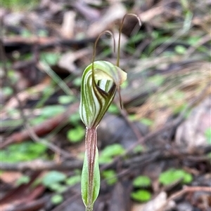 Pterostylis striata at Cowra, NSW - 17 Jul 2024